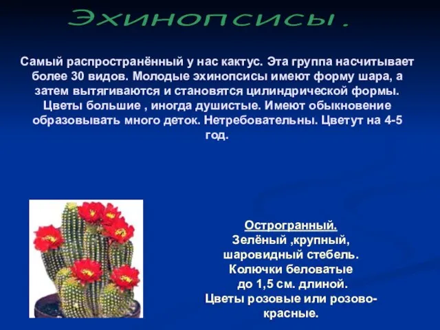 Самый распространённый у нас кактус. Эта группа насчитывает более 30 видов. Молодые