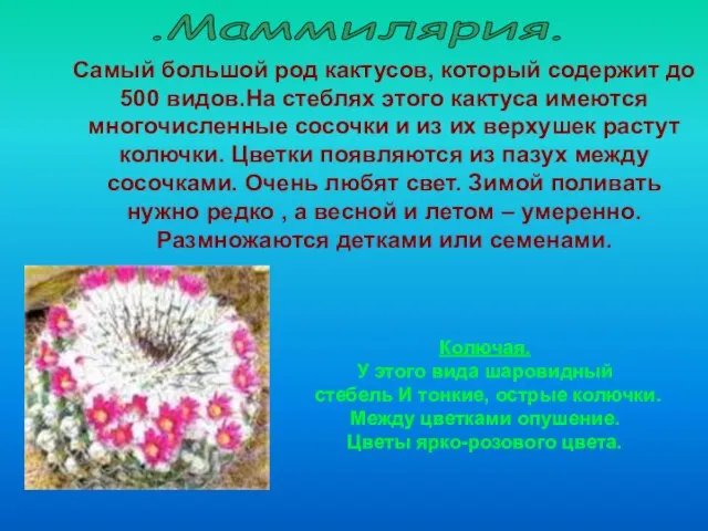 Самый большой род кактусов, который содержит до 500 видов.На стеблях этого кактуса