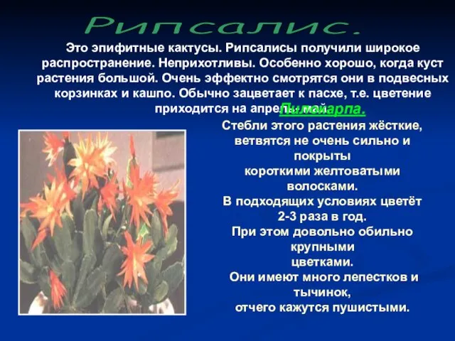 Это эпифитные кактусы. Рипсалисы получили широкое распространение. Неприхотливы. Особенно хорошо, когда куст