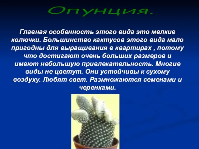 Главная особенность этого вида это мелкие колючки. Большинство кактусов этого вида мало