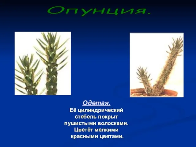 Одетая. Её цилиндрический стебель покрыт пушистыми волосками. Цветёт мелкими красными цветами. Опунция.