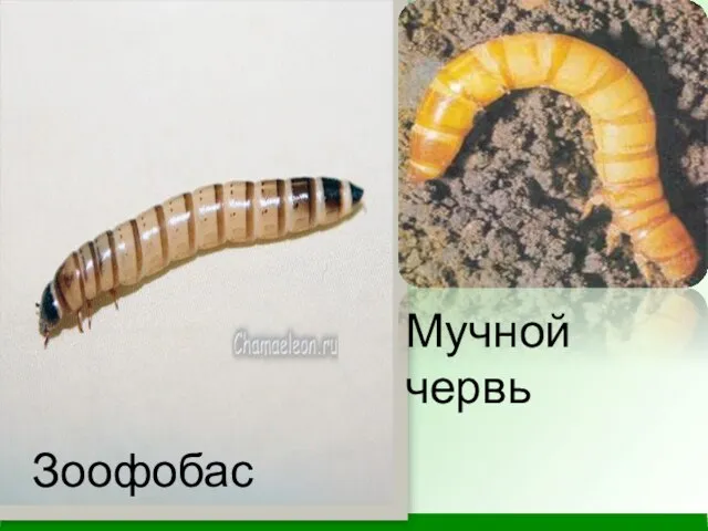 Зоофобас Мучной червь