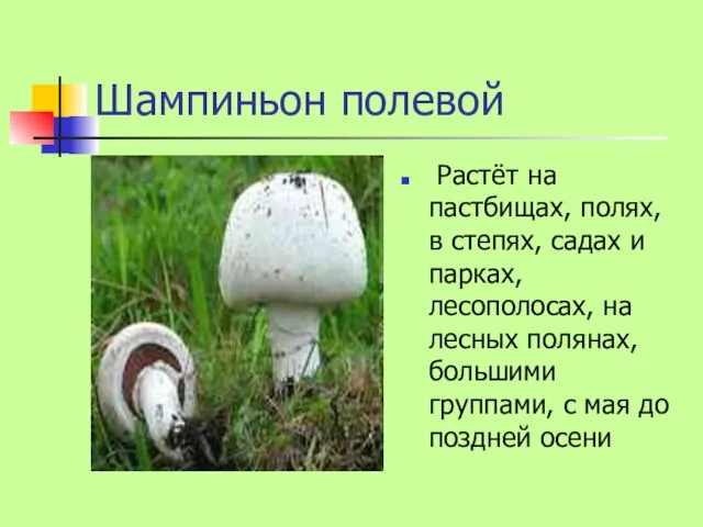 Шампиньон полевой Растёт на пастбищах, полях, в степях, садах и парках, лесополосах,