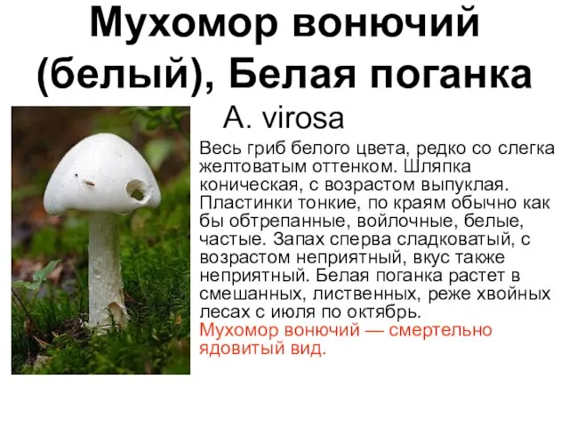 Мухомор вонючий (белый), Белая поганка A. virosa Весь гриб белого цвета, редко