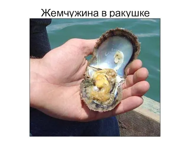 Жемчужина в ракушке