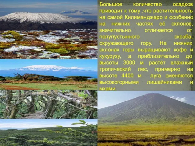 Большое количество осадков приводит к тому ,что растительность на самой Килиманджаро и