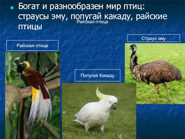 Райская птица Богат и разнообразен мир птиц: страусы эму, попугай какаду, райские