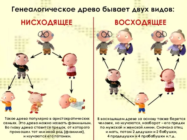 Генеалогическое древо бывает двух видов: НИСХОДЯЩЕЕ ВОСХОДЯЩЕЕ Такое древо популярно в аристократических