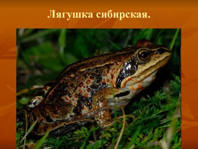 Лягушка сибирская.