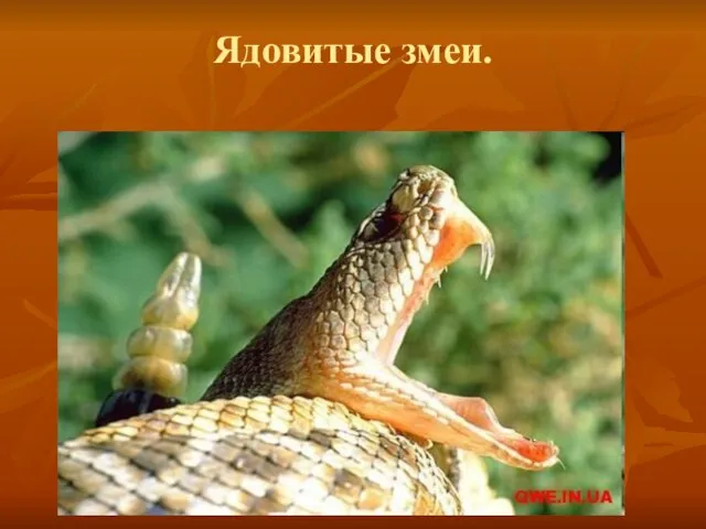 Ядовитые змеи.