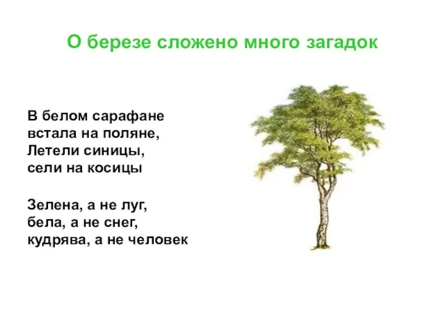 О березе сложено много загадок В белом сарафане встала на поляне, Летели