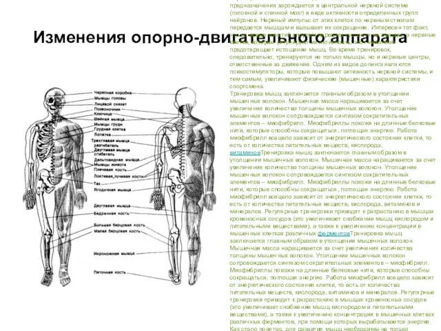 Изменения опорно-двигательного аппарата Основная функциональная нагрузка в спорте приходится на опорно-двигательный аппарат,