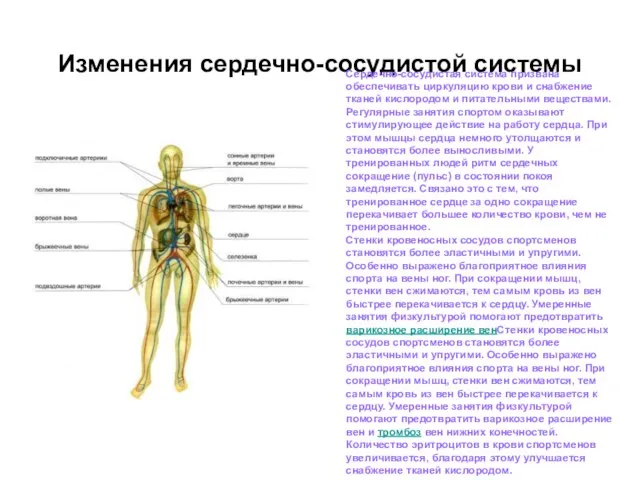 Изменения сердечно-сосудистой системы Сердечно-сосудистая система призвана обеспечивать циркуляцию крови и снабжение тканей