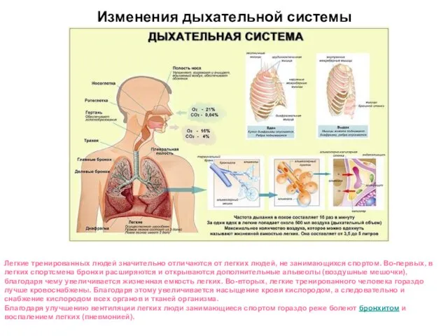 Изменения дыхательной системы Легкие тренированных людей значительно отличаются от легких людей, не