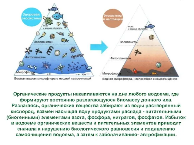 Органические продукты накапливаются на дне любого водоема, где формируют постоянно разлагающуюся биомассу