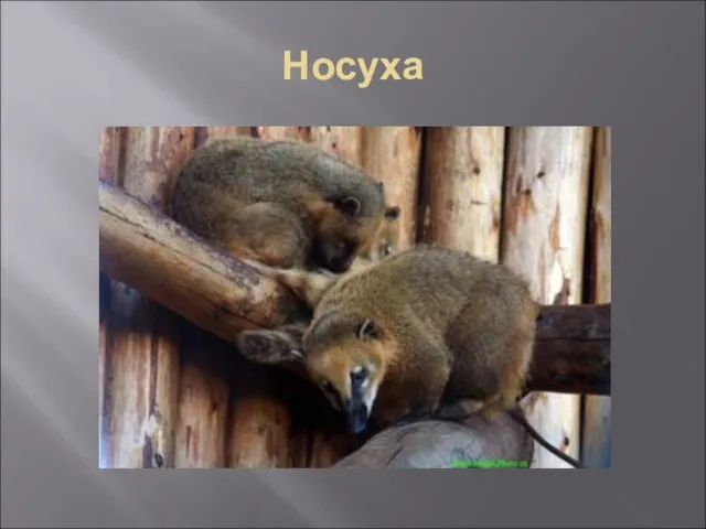 Носуха