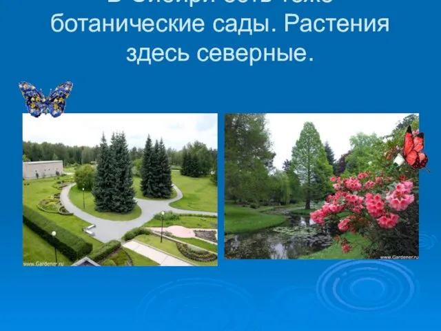 В Сибири есть тоже ботанические сады. Растения здесь северные.