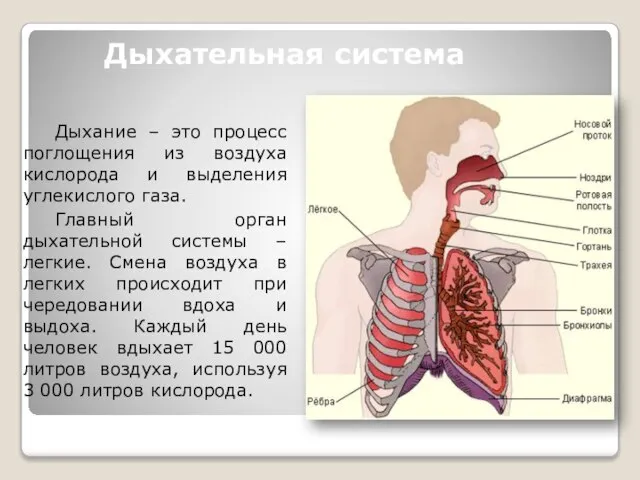 Дыхательная система Дыхание – это процесс поглощения из воздуха кислорода и выделения