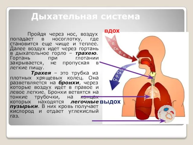 Дыхательная система Пройдя через нос, воздух попадает в носоглотку, где становится еще