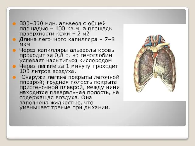 300–350 млн. альвеол с общей площадью – 100 кв.м, а площадь поверхности