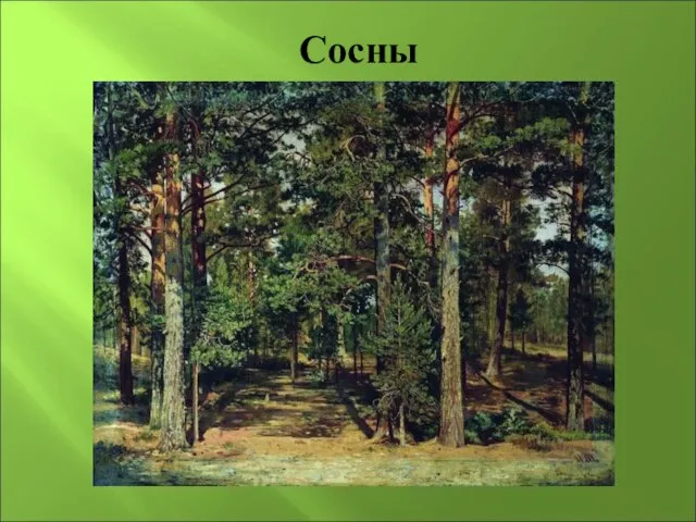 Сосны