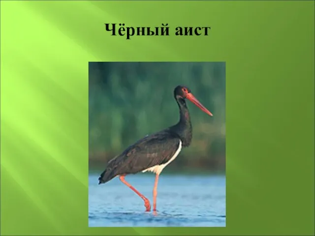 Чёрный аист