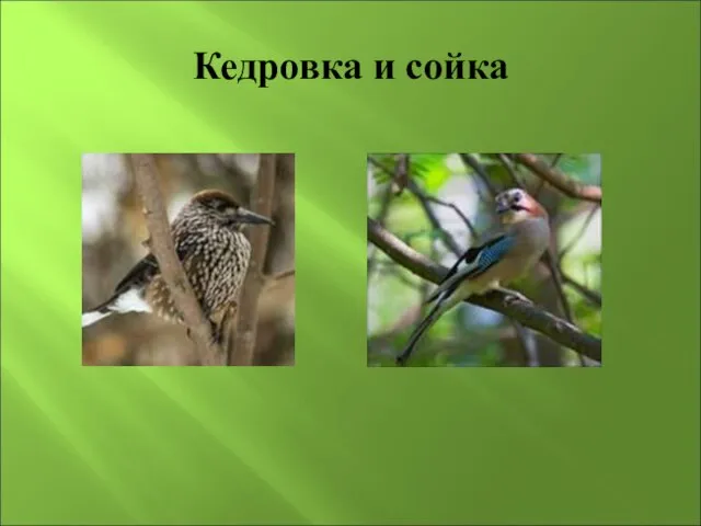 Кедровка и сойка