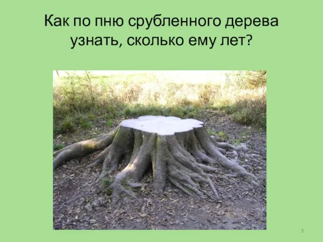 Как по пню срубленного дерева узнать, сколько ему лет?