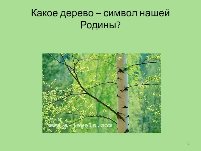 Какое дерево – символ нашей Родины?