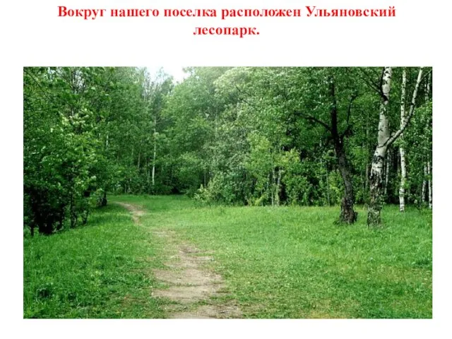 Вокруг нашего поселка расположен Ульяновский лесопарк.