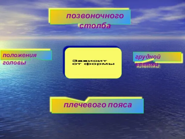 грудной клетки; положения головы плечевого пояса позвоночного столба Зависит от формы