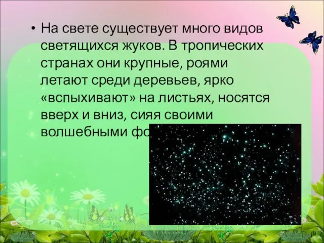 На свете существует много видов светящихся жуков. В тропических странах они крупные,