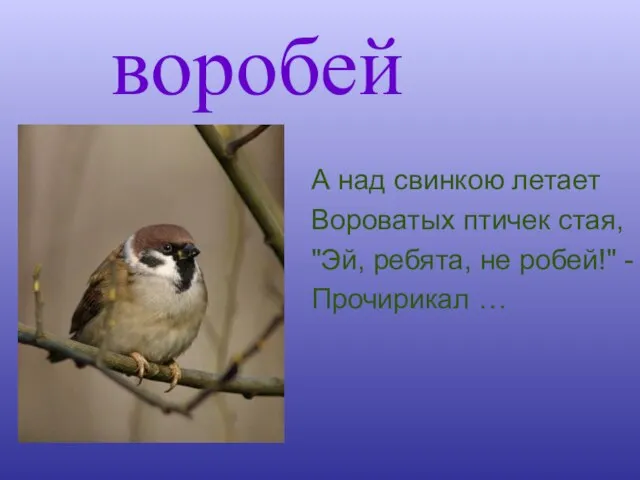 воробей А над свинкою летает Вороватых птичек стая, "Эй, ребята, не робей!" - Прочирикал …