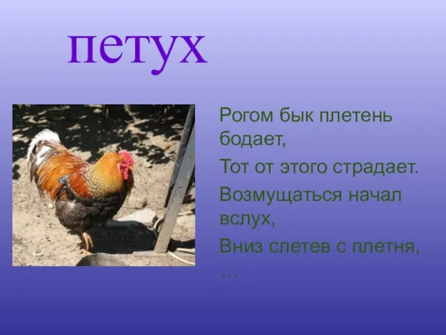 петух Рогом бык плетень бодает, Тот от этого страдает. Возмущаться начал вслух,