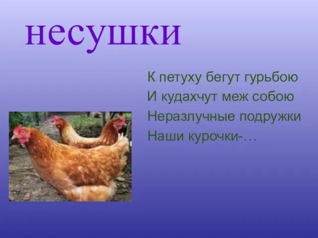 несушки К петуху бегут гурьбою И кудахчут меж собою Неразлучные подружки Наши курочки-…