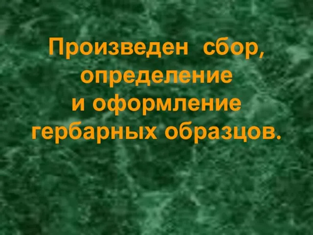 Произведен сбор, определение и оформление гербарных образцов.