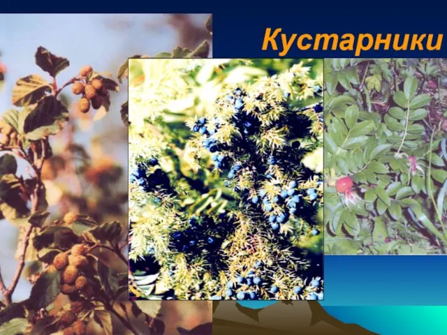 Кустарники