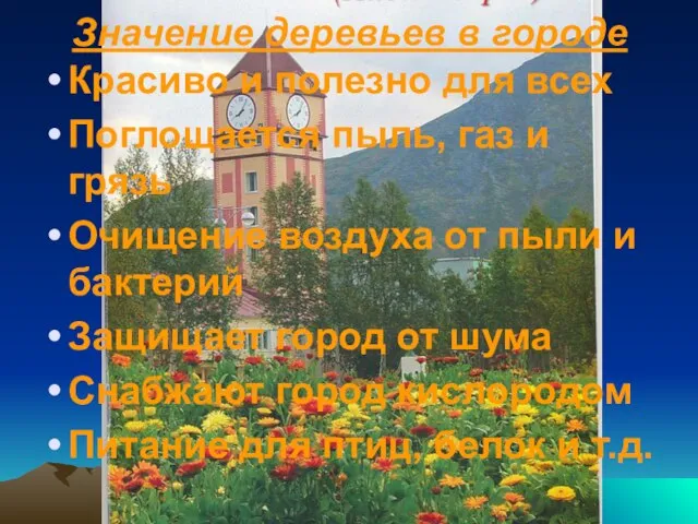 Значение деревьев в городе Красиво и полезно для всех Поглощается пыль, газ