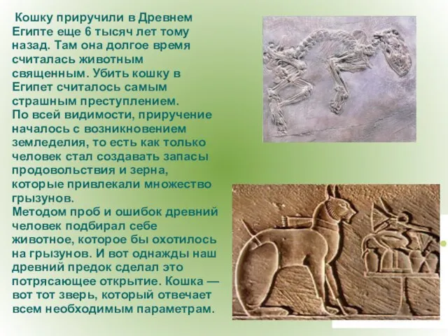 Кошку приручили в Древнем Египте еще 6 тысяч лет тому назад. Там