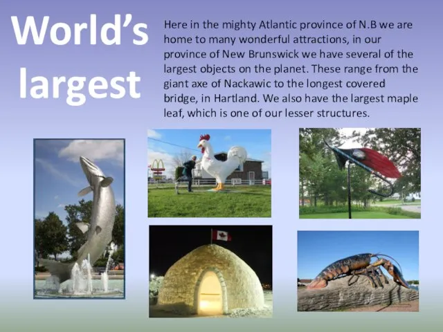 World’s largest Here in the mighty Atlantic province of N.B we are