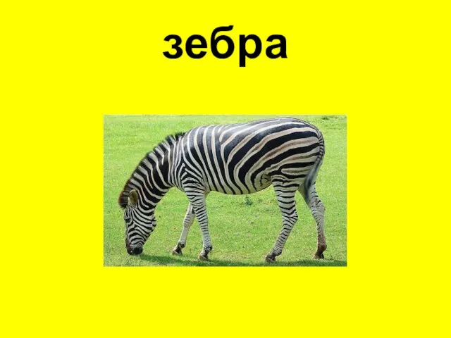 зебра