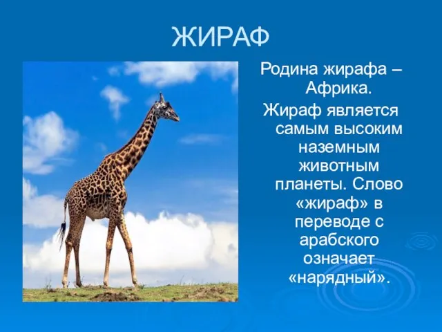 ЖИРАФ Родина жирафа –Африка. Жираф является самым высоким наземным животным планеты. Слово