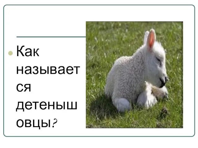 Как называется детеныш овцы?
