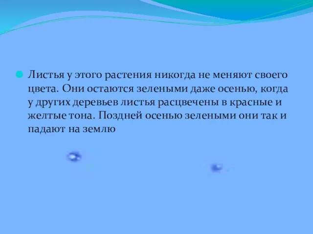 Листья у этого растения никогда не меняют своего цвета. Они остаются зелеными