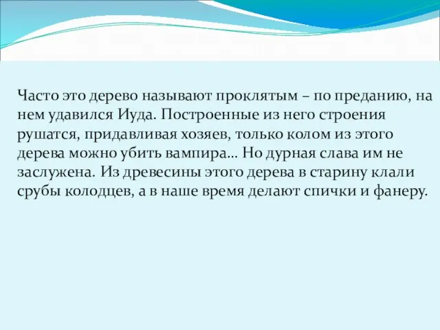 Часто это дерево называют проклятым – по преданию, на нем удавился Иуда.