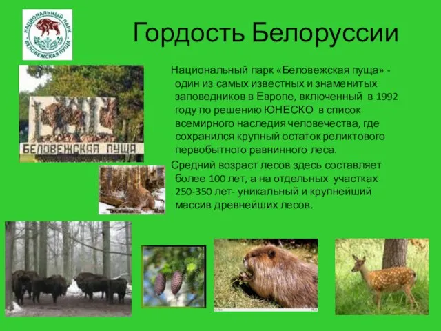 Гордость Белоруссии Национальный парк «Беловежская пуща» - один из самых известных и