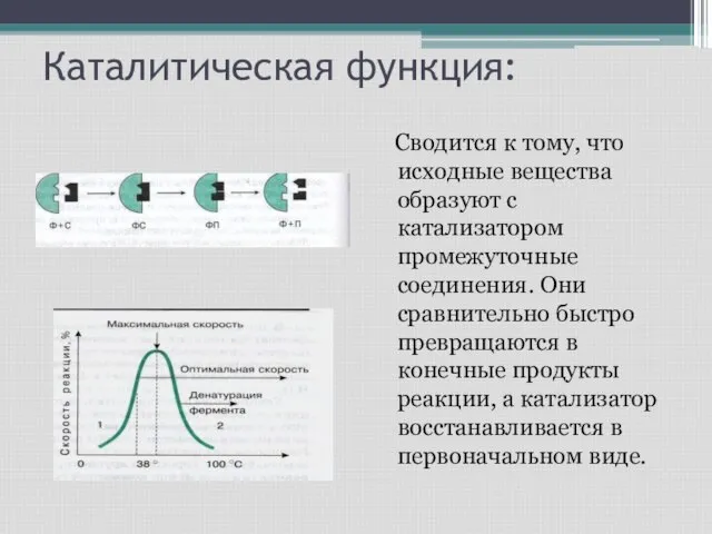 Каталитическая функция: Сводится к тому, что исходные вещества образуют с катализатором промежуточные