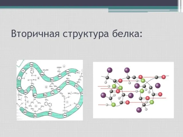 Вторичная структура белка: