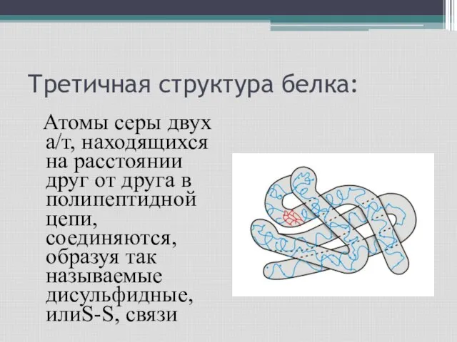 Третичная структура белка: Атомы серы двух а/т, находящихся на расстоянии друг от