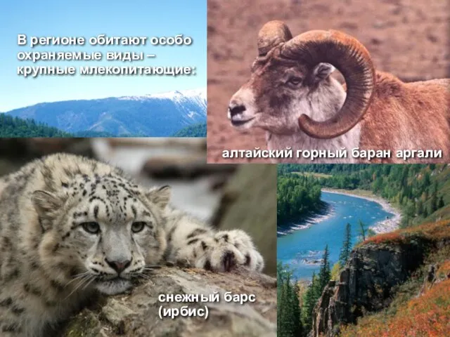 В регионе обитают особо охраняемые виды – крупные млекопитающие: алтайский горный баран аргали снежный барс (ирбис)